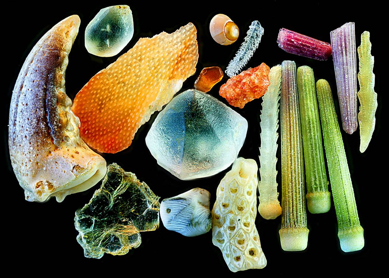 Illustration for article titled Incredible microscopic images from Nikon's Small World Photomicrography Competition